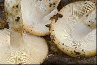 Russula laurocerasi image