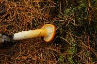 Hygrophorus speciosus image