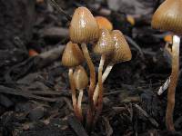 Psilocybe pelliculosa image