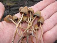 Psilocybe pelliculosa image
