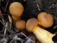 Gymnopilus ventricosus image