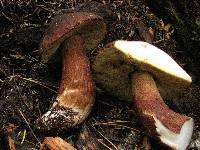 Boletus fibrillosus image