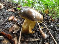 Boletus ferrugineus image