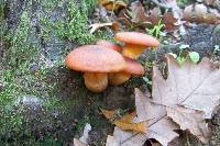 Omphalotus olearius image