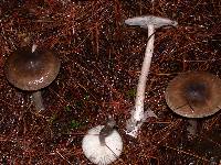 Amanita constricta image