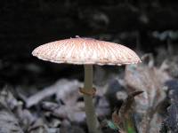 Leucoagaricus rubrotinctus image