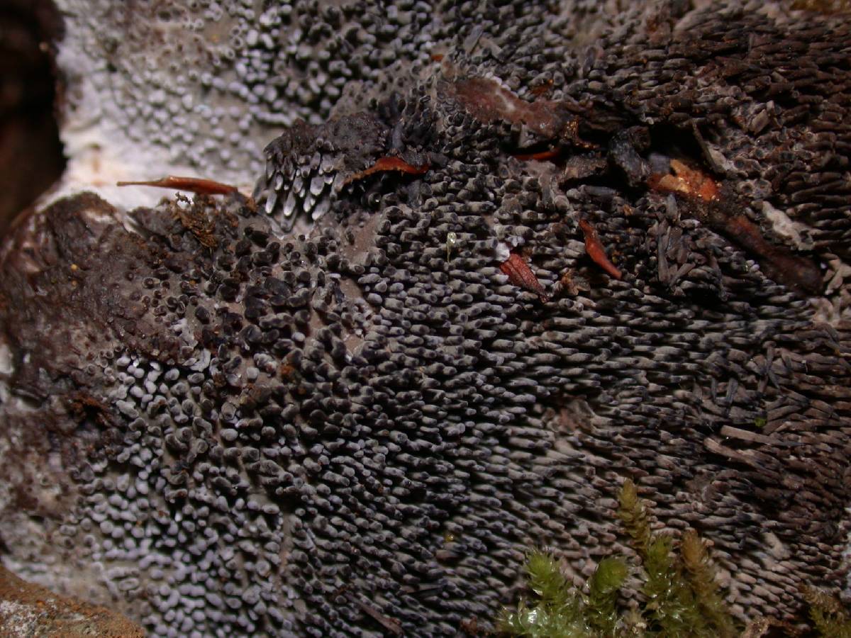 Hydnellum cyanopodium image