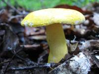 Russula flavida image