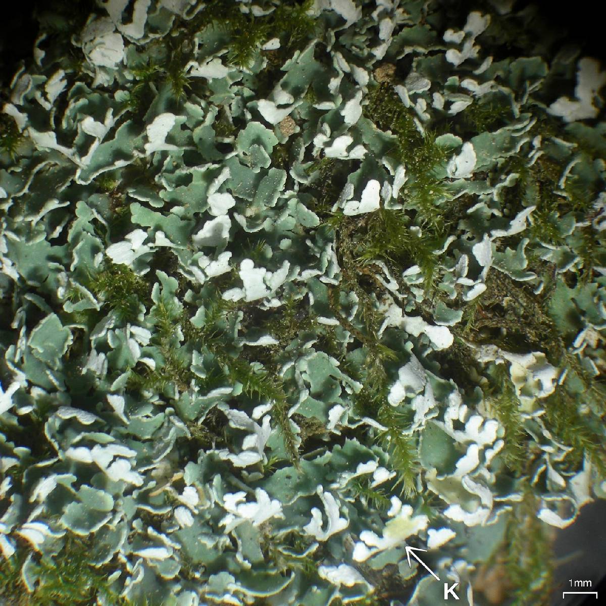 Cladonia petrophila image