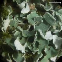 Cladonia petrophila image