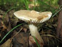 Lactarius gerardii image