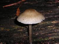 Mycena galericulata image