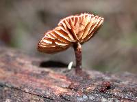 Phaeomarasmius erinaceus image