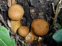 Gymnopilus ventricosus image
