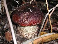 Leccinum manzanitae image