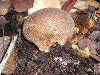 Lycoperdon umbrinum image