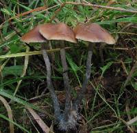 Psilocybe azurescens image