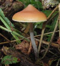 Psilocybe azurescens image