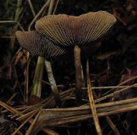 Psilocybe azurescens image