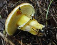 Suillus grevillei image