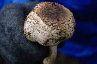 Agaricus californicus image