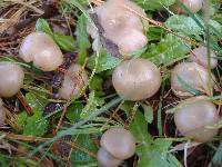 Clitocybe tarda image