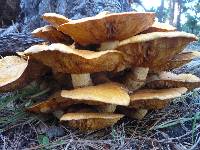 Gymnopilus ventricosus image