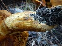 Gymnopilus ventricosus image