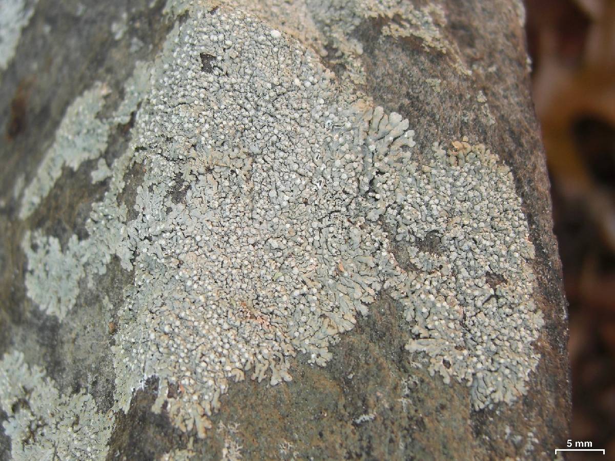 Dirinaria frostii image
