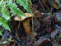 Suillus caerulescens image