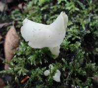 Helvella lactea image