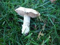 Agaricus bitorquis image