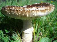 Amanita ameripanthera image