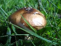 Amanita ameripanthera image