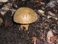 Boletus subtomentosus image