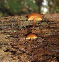 Gymnopilus croceoluteus image