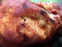 Fistulina hepatica image