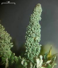 Cladonia parasitica image