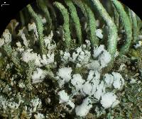 Cladonia ochrochlora image