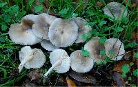 Melanoleuca exscissa var. exscissa image