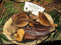 Cortinarius cotoneus image