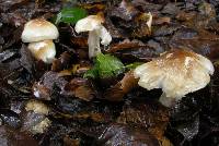 Hygrocybe brunnea image