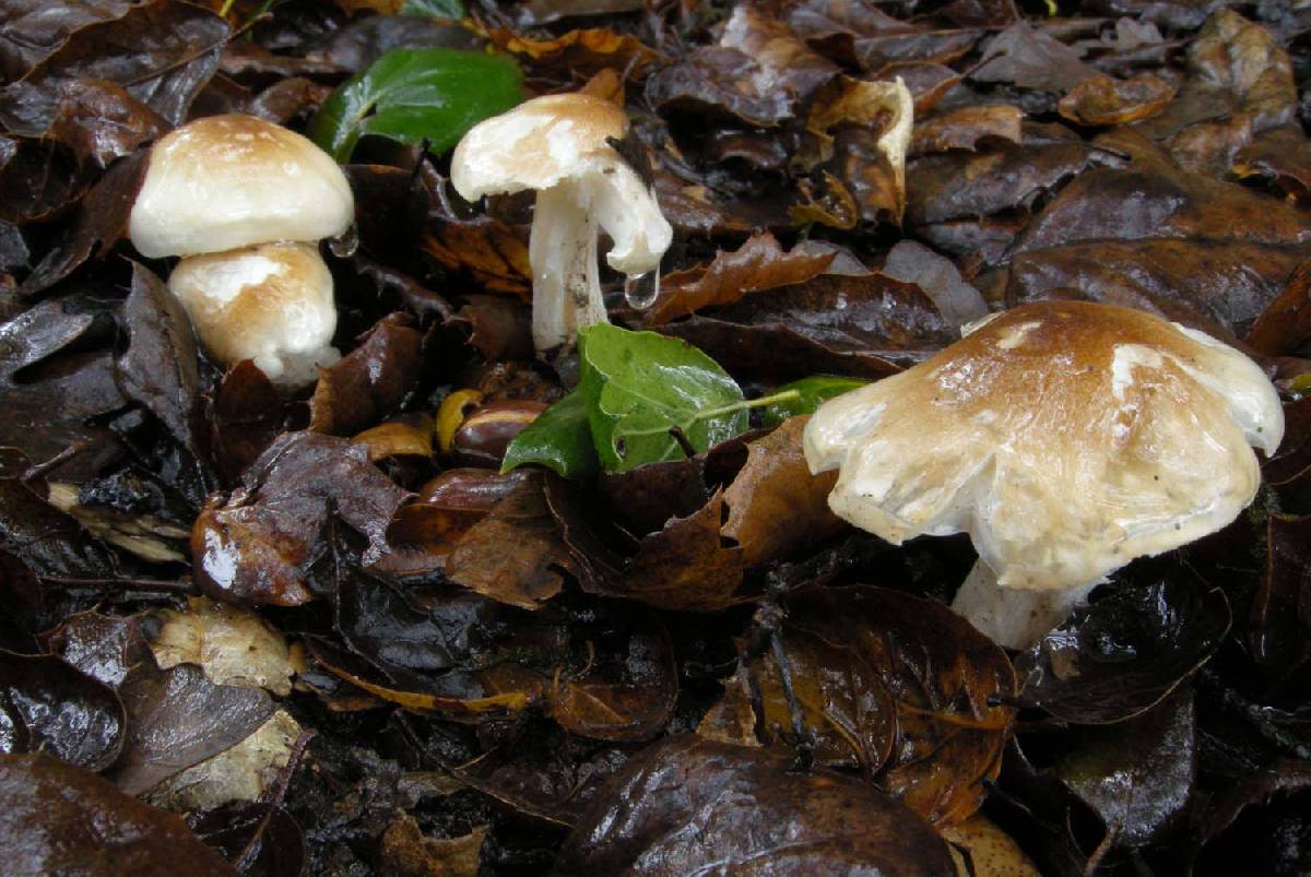 Hygrocybe brunnea image