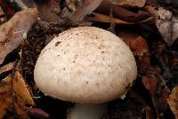 Agaricus hondensis image