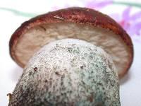 Leccinum manzanitae image