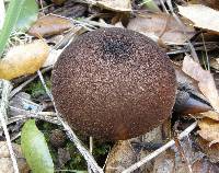 Lycoperdon umbrinum image