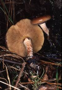 Pholiota velaglutinosa image