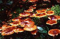 Armillaria nabsnona image