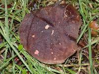 Boletus zelleri image