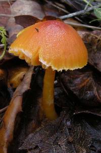 Hygrocybe miniata image